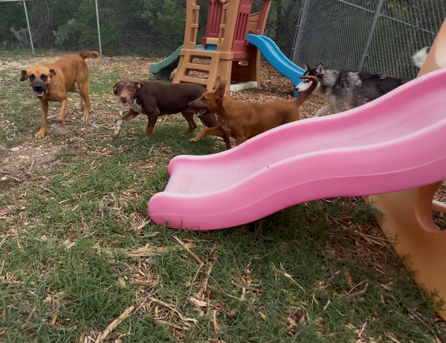 Group play shelter picture